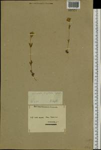 Gentianella amarella var. lingulata (C. Agardh) T. Karlsson, Siberia, Western (Kazakhstan) Altai Mountains (S2a) (Kazakhstan)