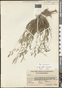 Poa annua L., Caucasus, North Ossetia, Ingushetia & Chechnya (K1c) (Russia)
