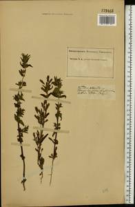 Gentianella amarella var. lingulata (C. Agardh) T. Karlsson, Eastern Europe, Middle Volga region (E8) (Russia)