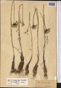 Allium barsczewskii Lipsky, Middle Asia, Pamir & Pamiro-Alai (M2) (Kyrgyzstan)
