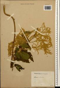 Aruncus dioicus var. kamtschaticus (Maxim.) Hara, Caucasus, Stavropol Krai, Karachay-Cherkessia & Kabardino-Balkaria (K1b) (Russia)