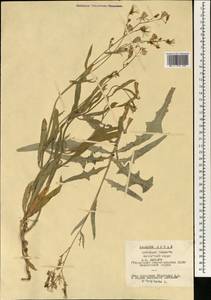 Lactuca tatarica (L.) C. A. Mey., South Asia, South Asia (Asia outside ex-Soviet states and Mongolia) (ASIA) (China)