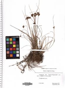Juncus compressus Jacq., Eastern Europe, Middle Volga region (E8) (Russia)