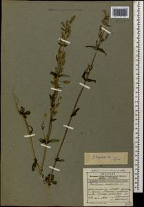 Gentianella amarella var. lingulata (C. Agardh) T. Karlsson, Caucasus, Dagestan (K2) (Russia)