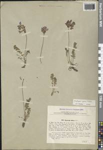 Oxytropis albana Steven, Caucasus, Abkhazia (K4a) (Abkhazia)