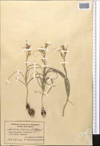 Ixiolirion tataricum (Pall.) Schult. & Schult.f., Middle Asia, Syr-Darian deserts & Kyzylkum (M7) (Kazakhstan)