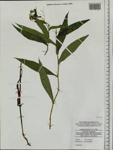 Lactuca tatarica (L.) C. A. Mey., Siberia, Altai & Sayany Mountains (S2) (Russia)