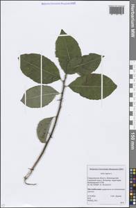 Salix caprea L., Eastern Europe, Eastern region (E10) (Russia)