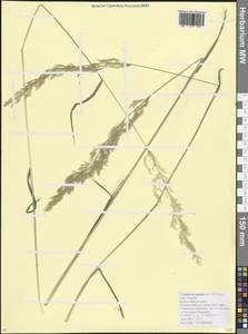Catabrosa aquatica (L.) P.Beauv., Caucasus, Krasnodar Krai & Adygea (K1a) (Russia)