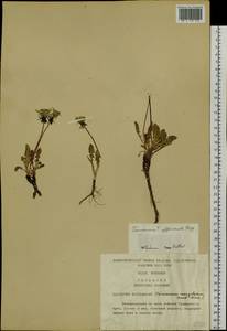 Taraxacum officinale Weber ex F. H. Wigg., Siberia, Russian Far East (S6) (Russia)