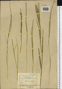 Leymus chinensis (Trin.) Tzvelev, Siberia, Baikal & Transbaikal region (S4) (Russia)