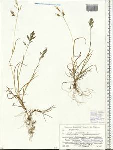 Poa annua L., Eastern Europe, Belarus (E3a) (Belarus)