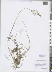 Poa pratensis L., Eastern Europe, Moscow region (E4a) (Russia)