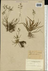 Poa annua L., Eastern Europe, North-Western region (E2) (Russia)
