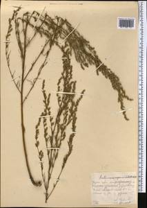 Artemisia scoparia Waldst. & Kit., Middle Asia, Northern & Central Kazakhstan (M10) (Kazakhstan)