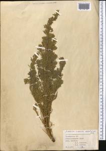 Artemisia scoparia Waldst. & Kit., Middle Asia, Kopet Dag, Badkhyz, Small & Great Balkhan (M1) (Turkmenistan)