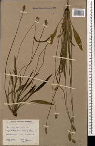 Plantago lanceolata L., Caucasus, Dagestan (K2) (Russia)