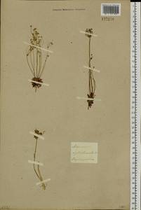 Androsace septentrionalis L., Siberia, Baikal & Transbaikal region (S4) (Russia)