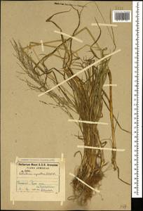 Catabrosa aquatica (L.) P.Beauv., Caucasus, Armenia (K5) (Armenia)
