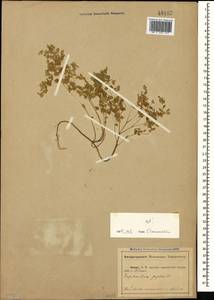 Euphorbia peplus L., Caucasus, Abkhazia (K4a) (Abkhazia)