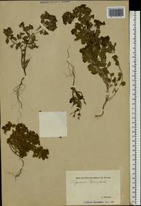 Euphorbia peplus L., Eastern Europe, Estonia (E2c) (Estonia)