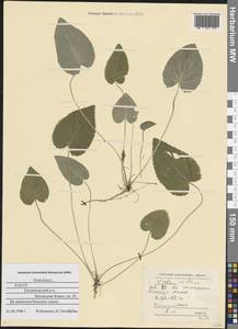 Viola hirta L., Eastern Europe, Northern region (E1) (Russia)