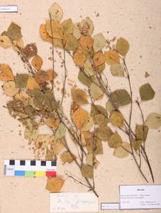Betula pendula Roth, Siberia, Central Siberia (S3) (Russia)