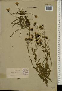Hieracium umbellatum L., Eastern Europe, North-Western region (E2) (Russia)