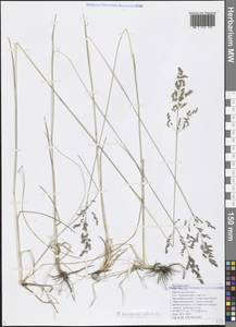 Poa angustifolia L., Caucasus, Black Sea Shore (from Novorossiysk to Adler) (K3) (Russia)
