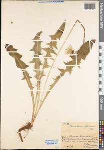 Taraxacum officinale Weber ex F. H. Wigg., Eastern Europe, Moscow region (E4a) (Russia)
