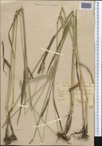 Alopecurus arundinaceus Poir., Middle Asia, Western Tian Shan & Karatau (M3) (Uzbekistan)