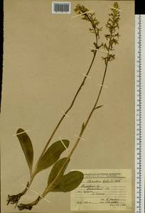 Platanthera bifolia (L.) Rich., Siberia, Altai & Sayany Mountains (S2) (Russia)