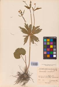 Ranunculus cassubicus L., Eastern Europe, North-Western region (E2) (Russia)