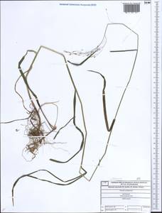 Glyceria lithuanica (Gorski) Gorski, Eastern Europe, Central forest region (E5) (Russia)