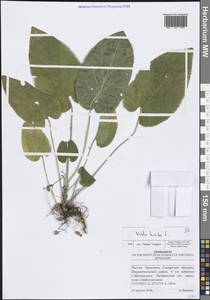 Viola hirta L., Eastern Europe, Middle Volga region (E8) (Russia)