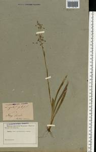 Luzula pilosa (L.) Willd., Eastern Europe, North Ukrainian region (E11) (Ukraine)