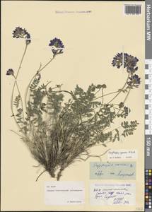 Oxytropis albana Steven, Caucasus, North Ossetia, Ingushetia & Chechnya (K1c) (Russia)