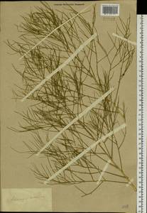 Asparagus dauricus Fisch. ex Link, Siberia, Baikal & Transbaikal region (S4) (Russia)
