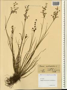 Juncus articulatus L., Caucasus, North Ossetia, Ingushetia & Chechnya (K1c) (Russia)