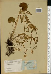 Ranunculus cassubicus L., Eastern Europe, South Ukrainian region (E12) (Ukraine)