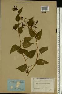 Solanum dulcamara L., Eastern Europe, South Ukrainian region (E12) (Ukraine)