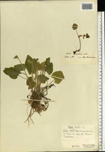 Viola hirta L., Eastern Europe, Eastern region (E10) (Russia)