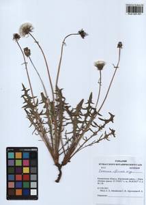 Taraxacum officinale Weber ex F. H. Wigg., Siberia, Altai & Sayany Mountains (S2) (Russia)