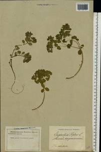 Euphorbia peplus L., Eastern Europe, Latvia (E2b) (Latvia)