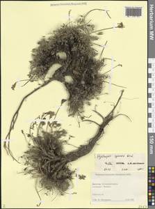 Oxytropis albana Steven, Caucasus, Dagestan (K2) (Russia)