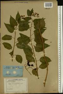 Solanum dulcamara L., Eastern Europe, Central forest region (E5) (Russia)
