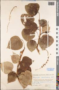 Populus balsamifera L., Eastern Europe, North Ukrainian region (E11) (Ukraine)