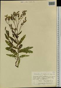 Lactuca tatarica (L.) C. A. Mey., Siberia, Altai & Sayany Mountains (S2) (Russia)