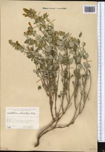 Scutellaria adenostegia Briq., Middle Asia, Pamir & Pamiro-Alai (M2) (Tajikistan)