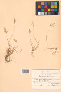 Poa annua L., Siberia, Russian Far East (S6) (Russia)